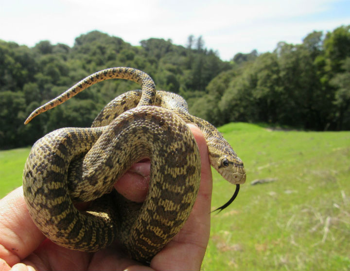 Pacific Gopher Snake